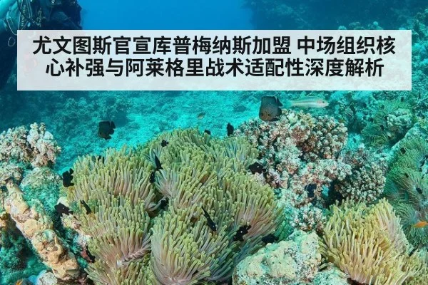 尤文图斯官宣库普梅纳斯加盟 中场组织核心补强与阿莱格里战术适配性深度解析